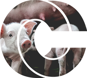 Logo footer CS Led Solutions d'éclairage élevage